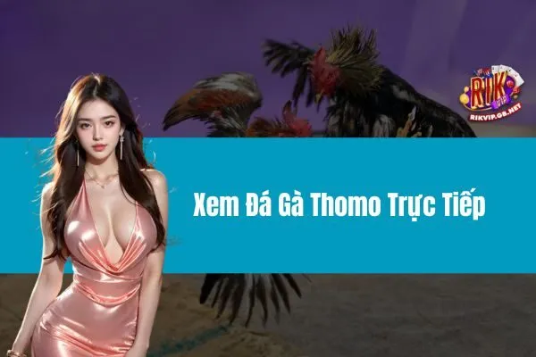 Xem Đá Gà Thomo Trực Tiếp – Trải Nghiệm Hành Trình Đầy Cảm Xúc