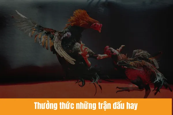 Nổ Hũ 30